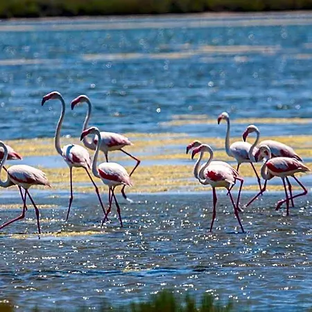 Brasilia 3* Palavas-les-Flots